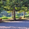 Photo : Greenery Changes Cities